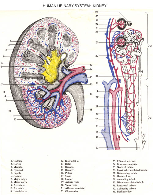 gross anatomy coloring book