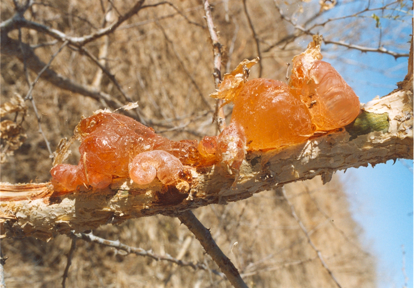 acacia senegal